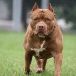 Una joven embarazada fue atacada por su pitbull en Córdoba