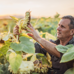 Cosecha récord de girasol: creció 28,2% respecto de la campaña anterior