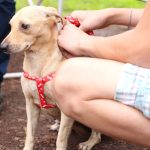IMuSA: Atención integral para el bienestar animal 
