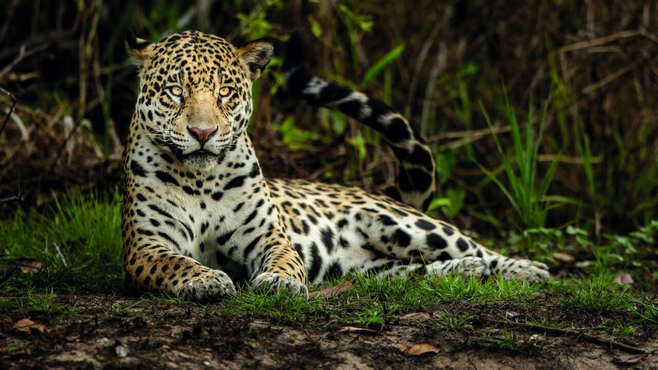 No proteger al yaguareté significa poner en peligro el equilibrio del ecosistema misionero