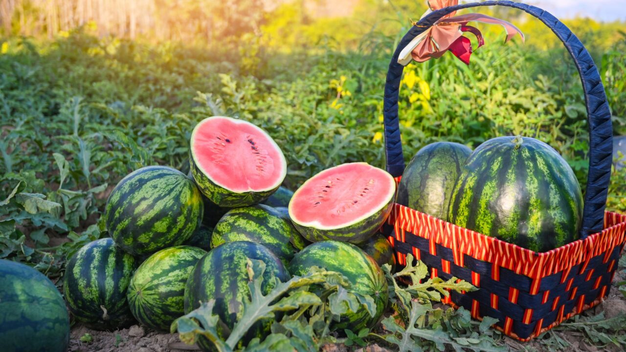 Este viernes comienza en Ruiz de Montoya la 15ª Fiesta Provincial de la Sandía