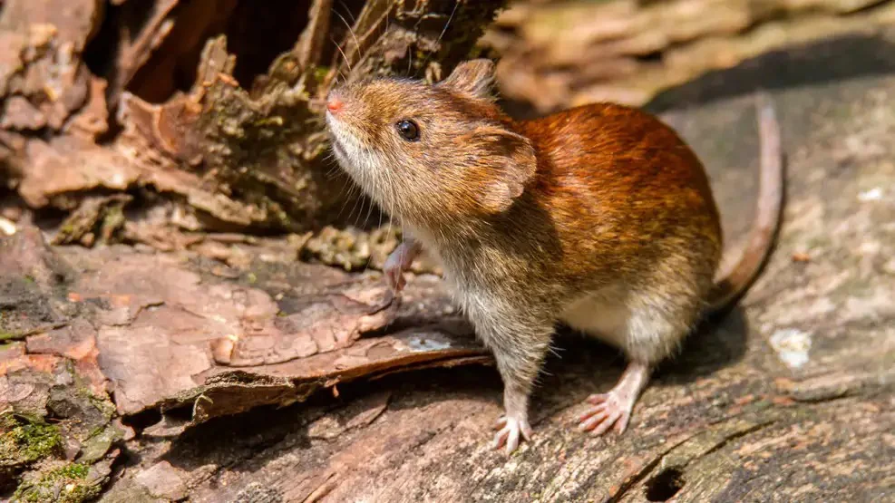 Un hombre de 39 años murió por hantavirus en Bariloche