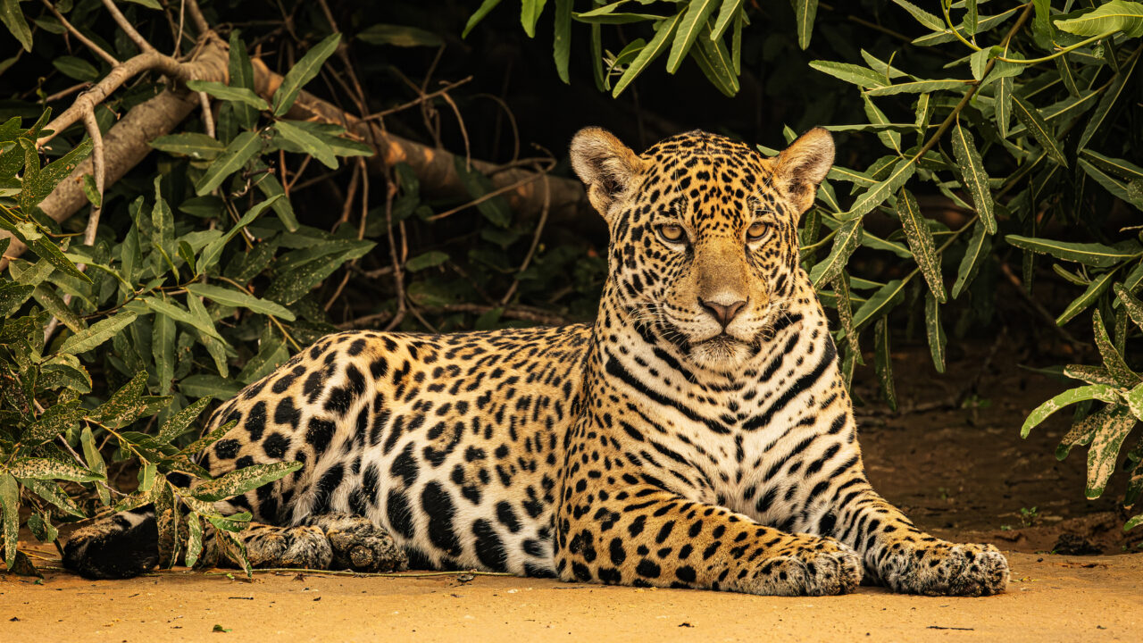 “Misiones toma al yaguareté como bandera y va a trabajar en su crecimiento como especie”