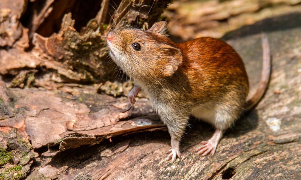 Fiesta de 15, 34 infectados y 12 muertos: el mayor brote de hantavirus de la Argentina aporta claves para el caso del MV Hondius