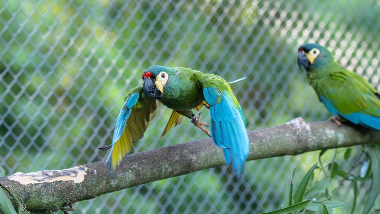 Misiones impulsa la reintroducción del maracaná lomo rojo
