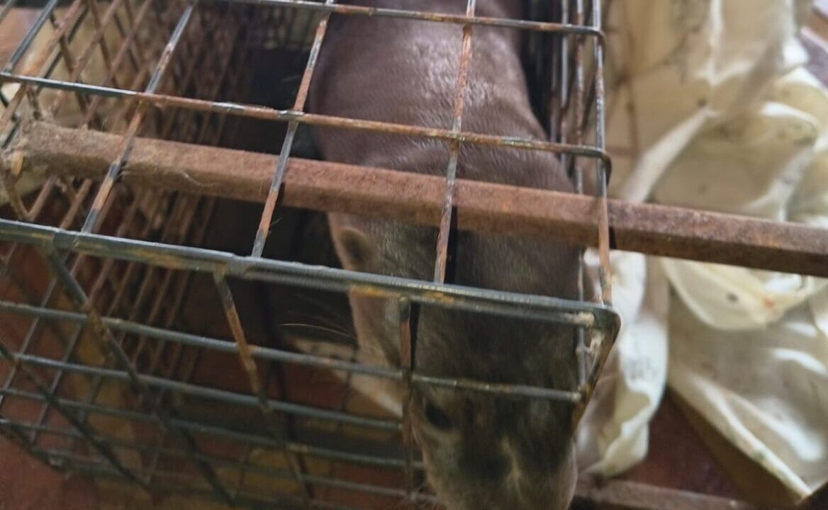 Rescataron a un lobito de río hallado debajo de un vehículo en Posadas