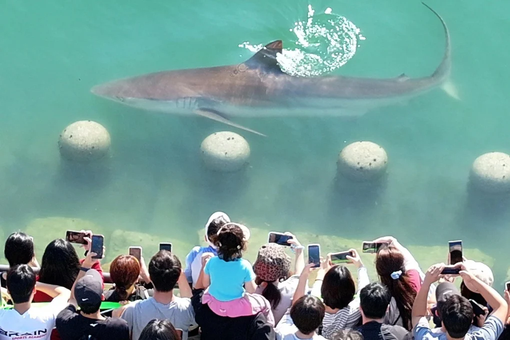 Corea del Sur: tiburón varado en Busan atrae a 600.000 visitantes