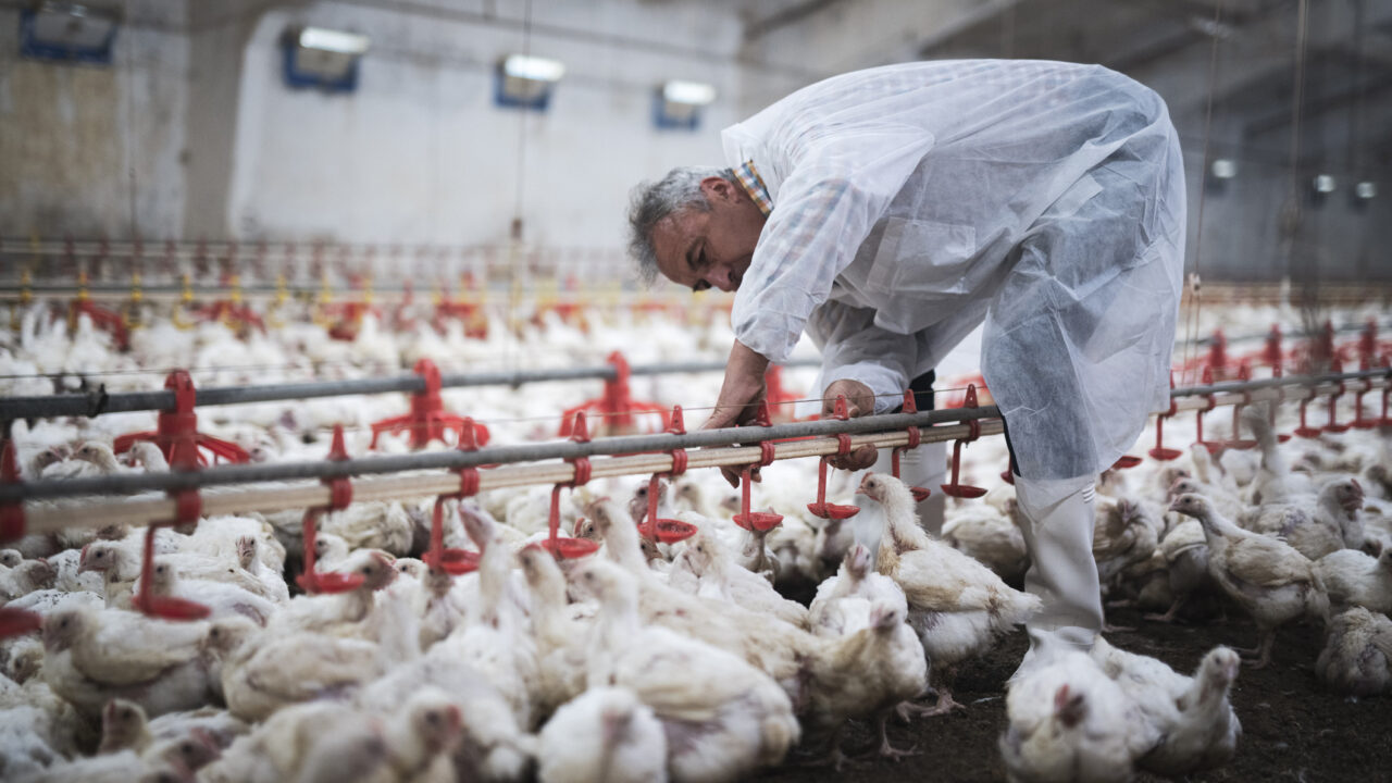 Brote de Newcastle en Brasil, Argentina reforzó los controles sanitarios