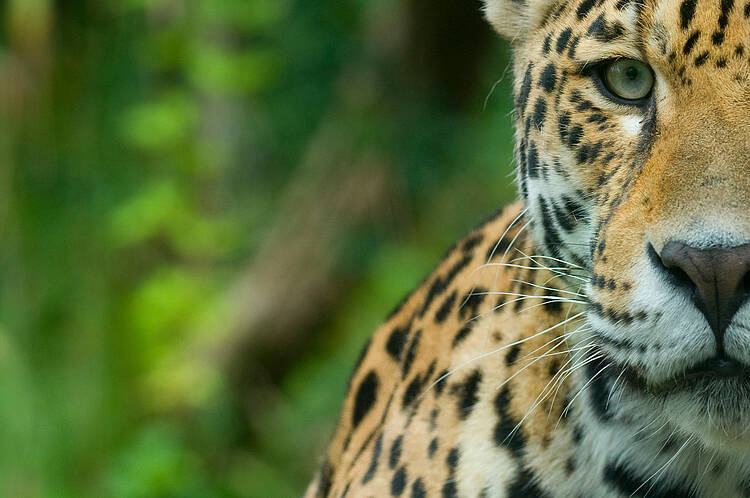 Crean una red regional para conectar los ríos de Sudamérica y proteger al yaguareté