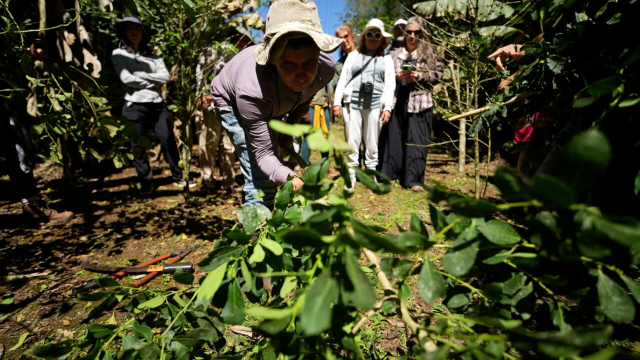 Frente a la crisis de rentabilidad, buscan blindar por ley a los productores yerbateros de Misiones